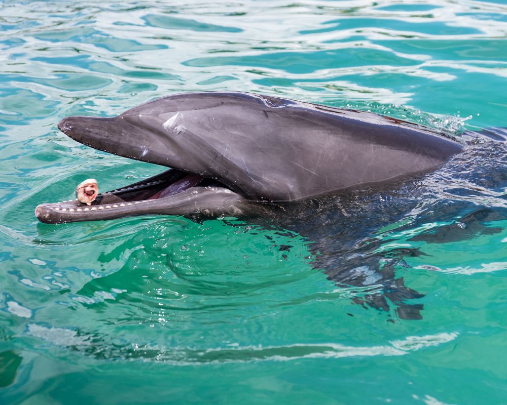 Dolphin at the sea
