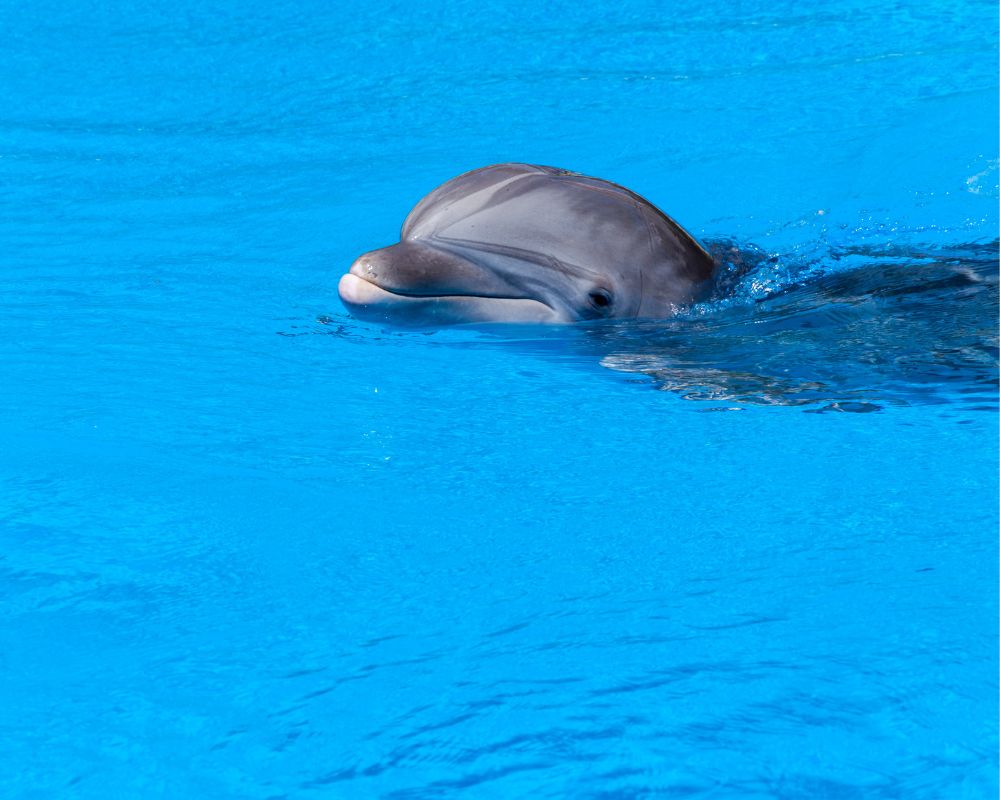 Beautiful Dolphin At The Sea