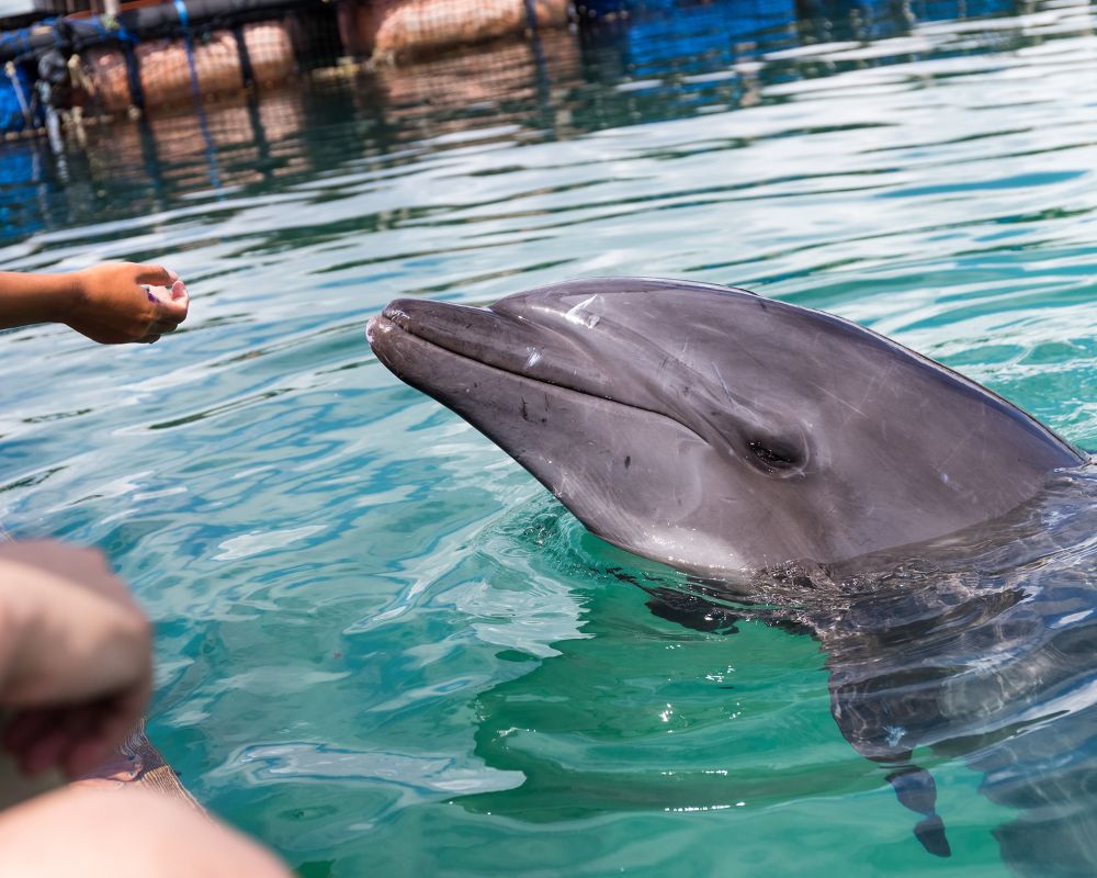 Dolphin waiting for food