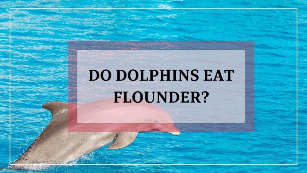 do dolphins eat flounder? featured image