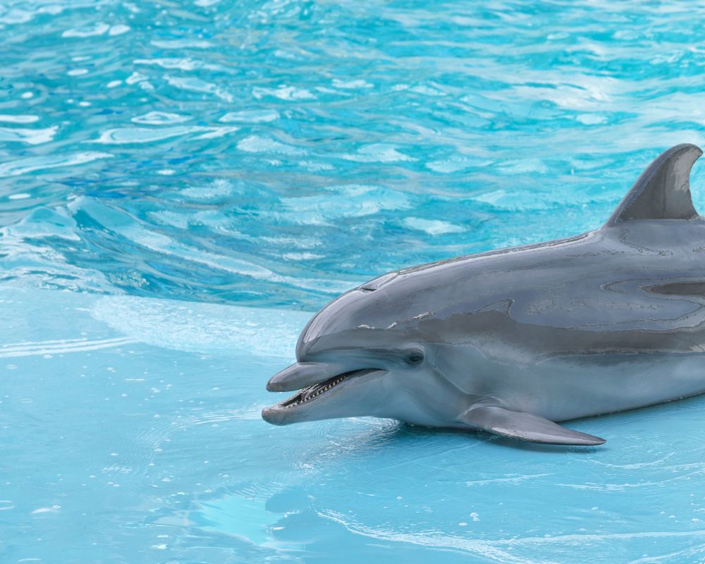 Beautiful Dolphin