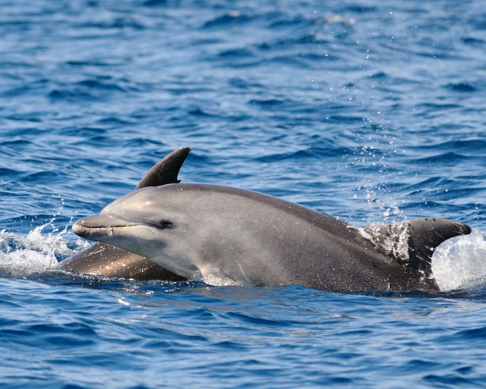 An Amazing Dolphin 