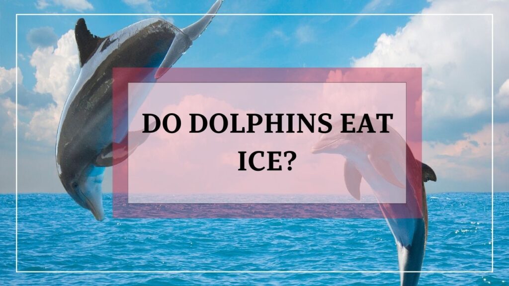 do dolphins eat ice? featured image