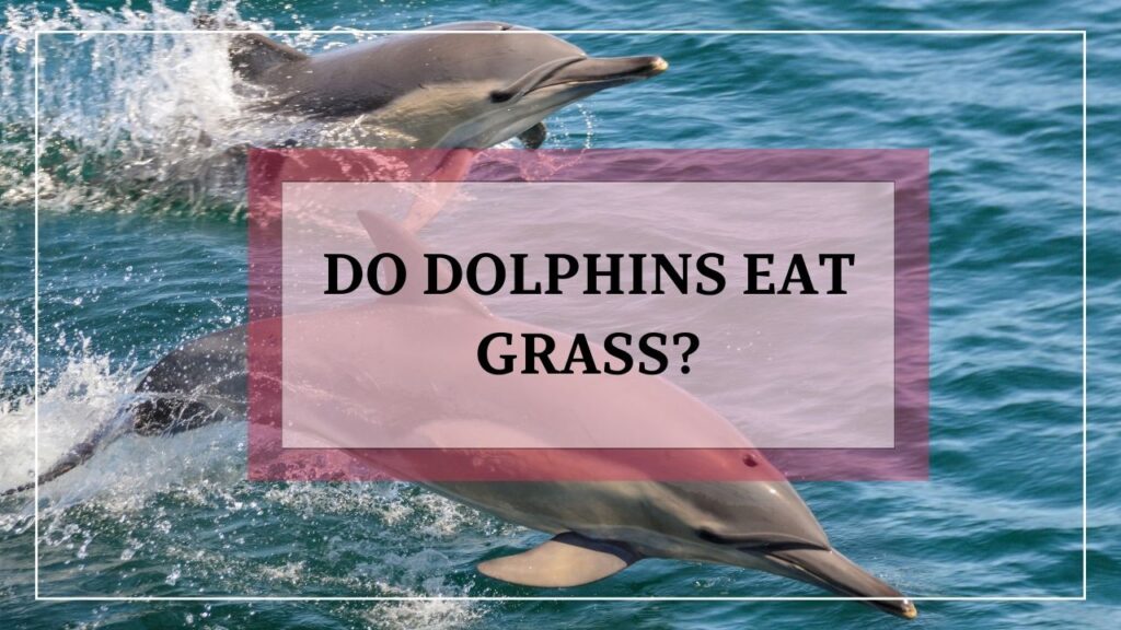 do dolphins eat grass? featured image