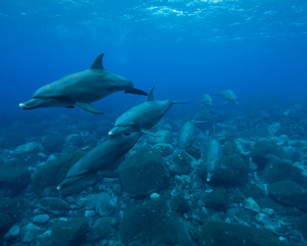 Dolphins Underwater