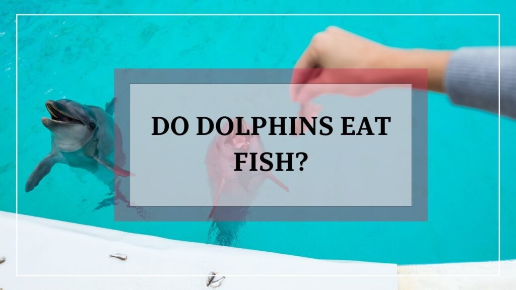 Do dolphins eat fish? featured image