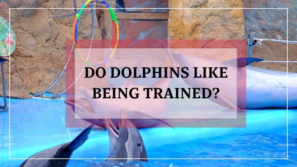 do dolphins like being trained? featured image