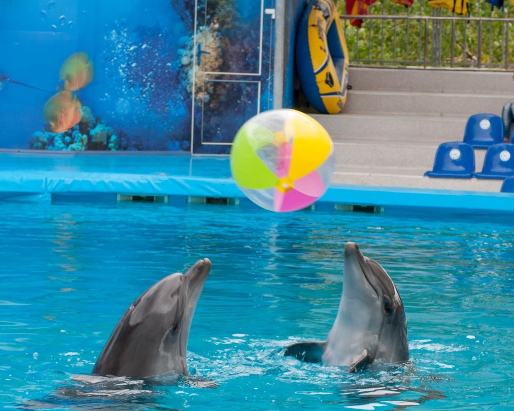 Dolphins are playing at the swimming pool