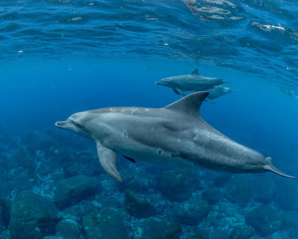 Dolphins Underwater