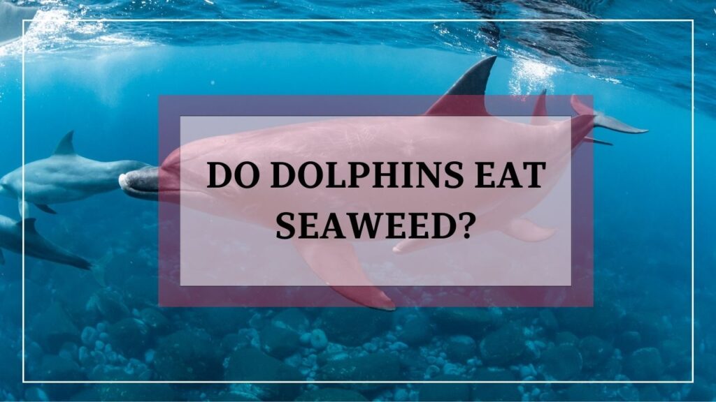 do dolphins eat seaweed? featured image