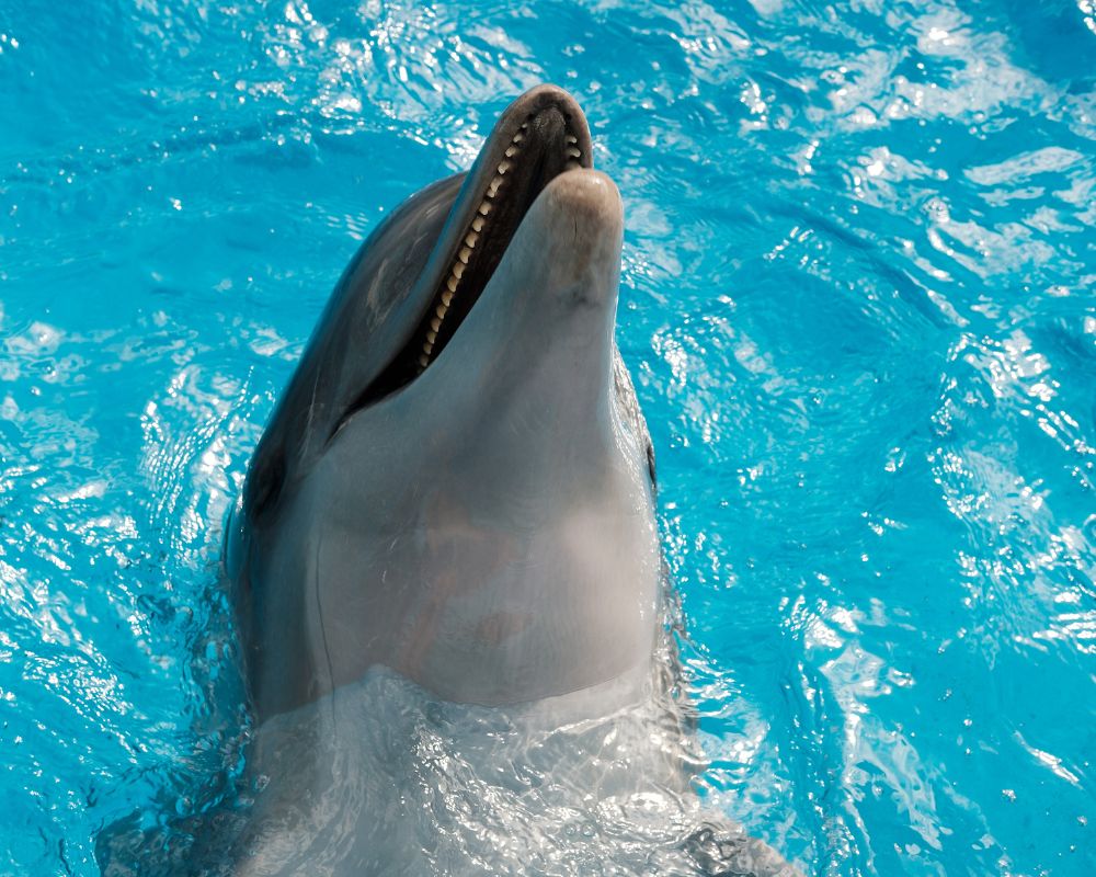 Dolphin At Clear Water