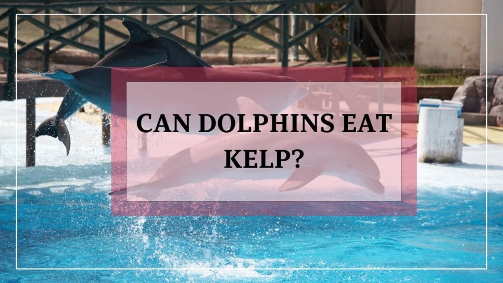 do dolphins eat kelp? featured image