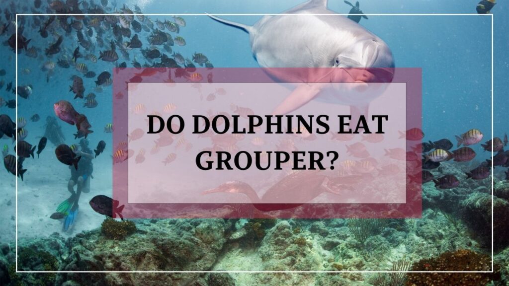 do dolphins eat grouper? featured image