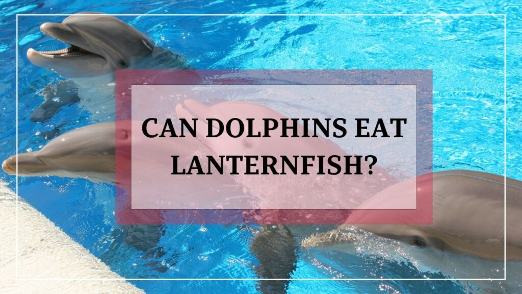 do dolphins eat lanternfish? featured image