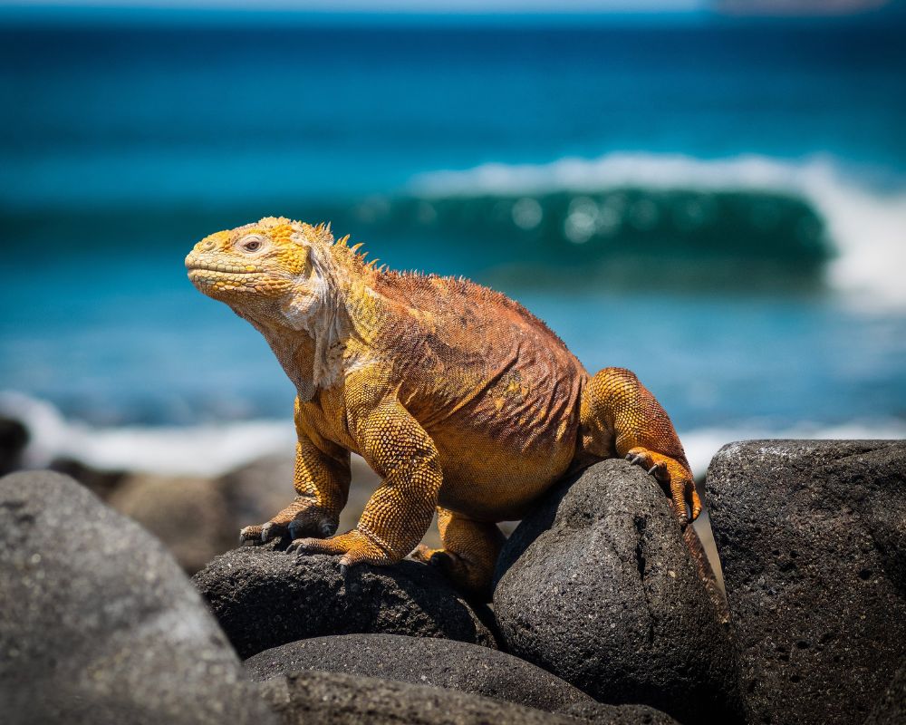 Iguanas