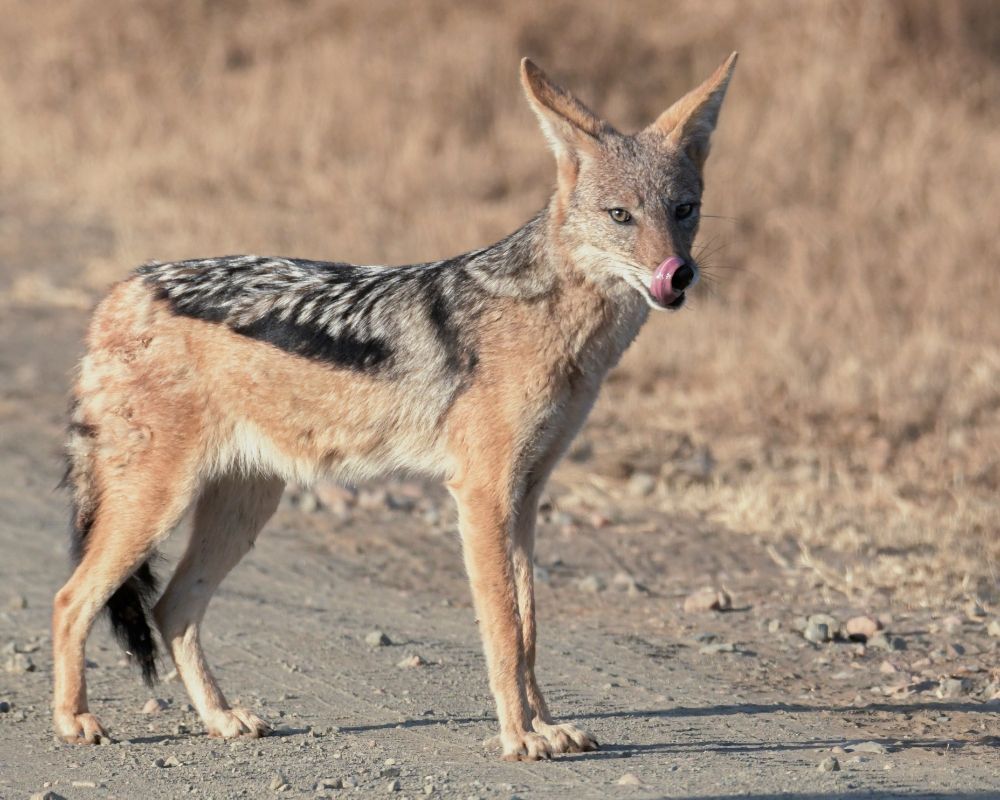 Jackals At The Forest