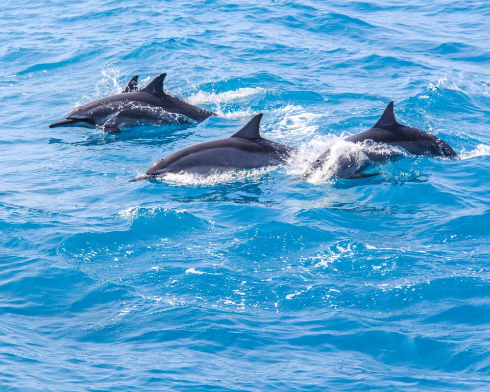 Dolphins At Water