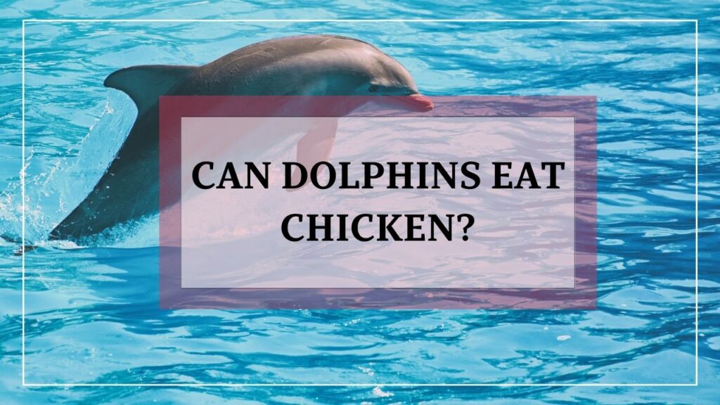 can dolphins eat chicken? featured image