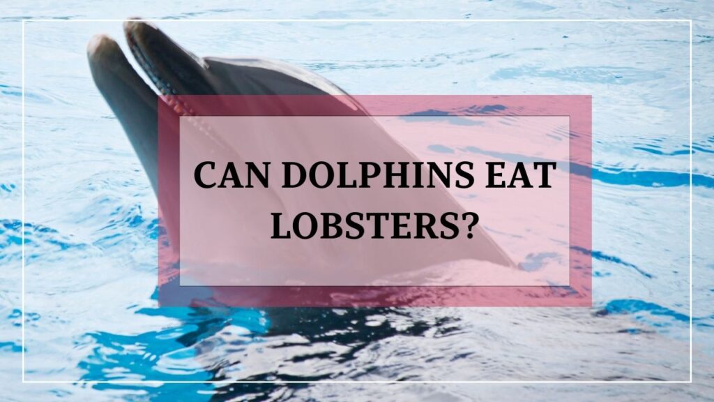 do dolphins eat lobsters? featured image