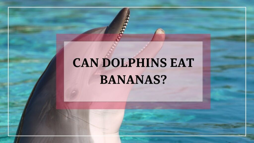 can dolphins eat bananas? featured image