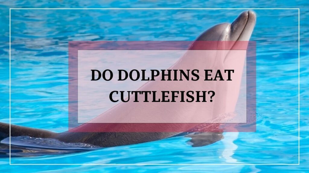 do dolphins eat cuttlefish? featured image