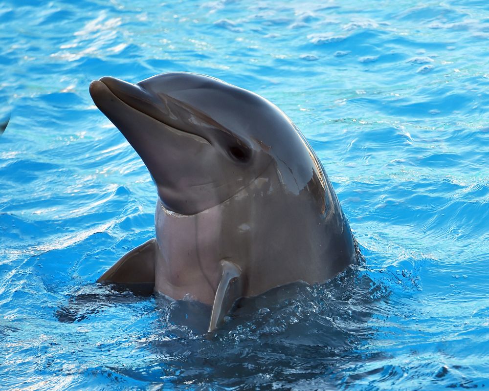 Dolphin At Swimming Pool