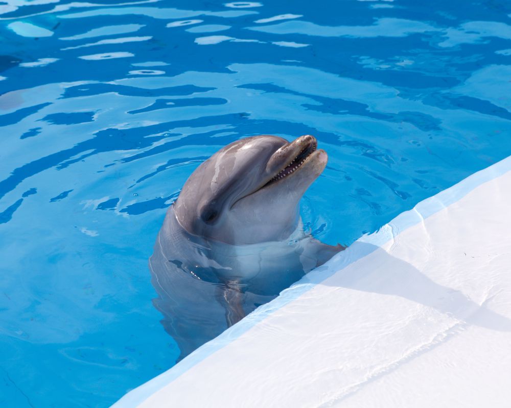 Dolphin At Swimming Pool