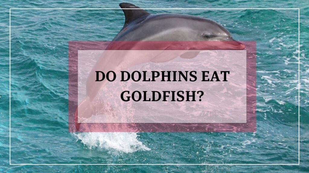 do dolphins eat goldfish? featured image