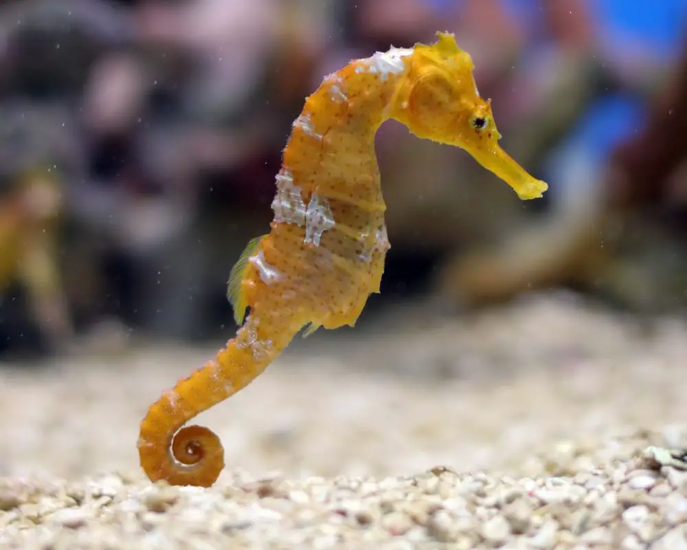 An Orange Color Seahorse