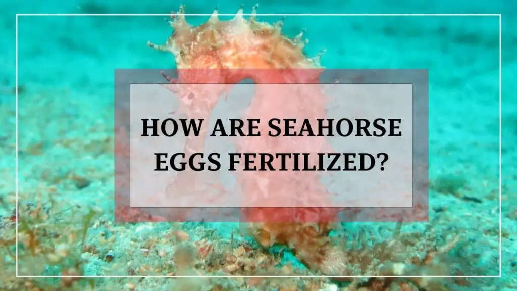 how are seahorse eggs fertilized? featured image