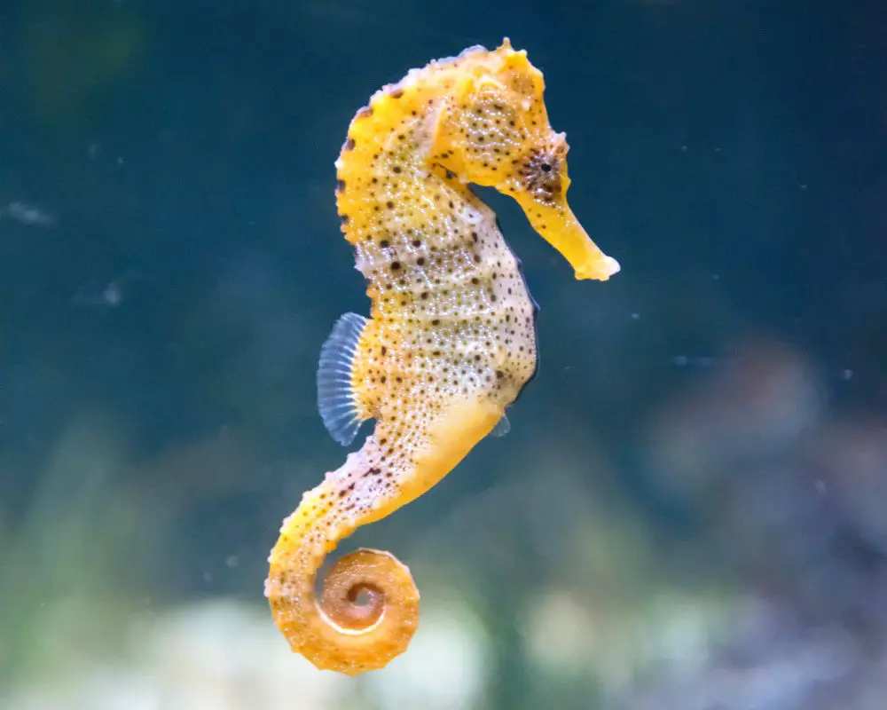 A Small Seahorse