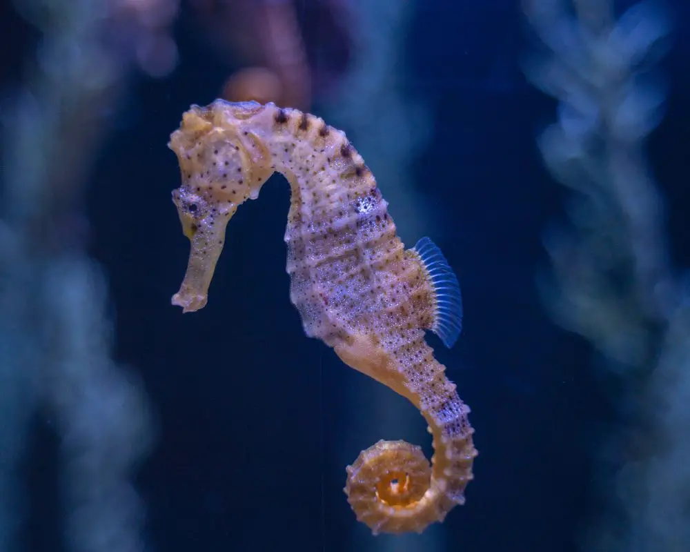 Seahorse At The Sea