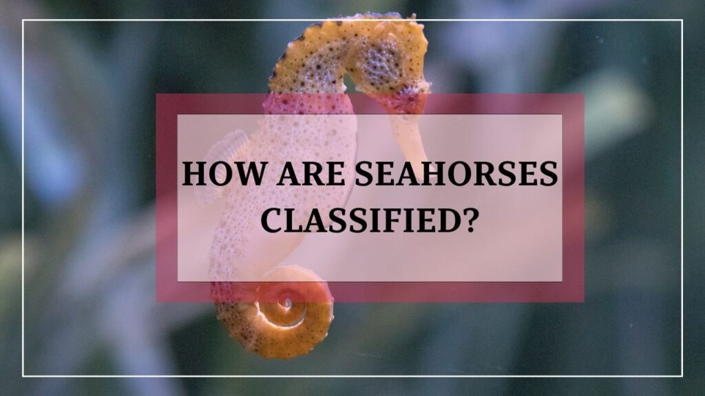 how are seahorses classified? featured image