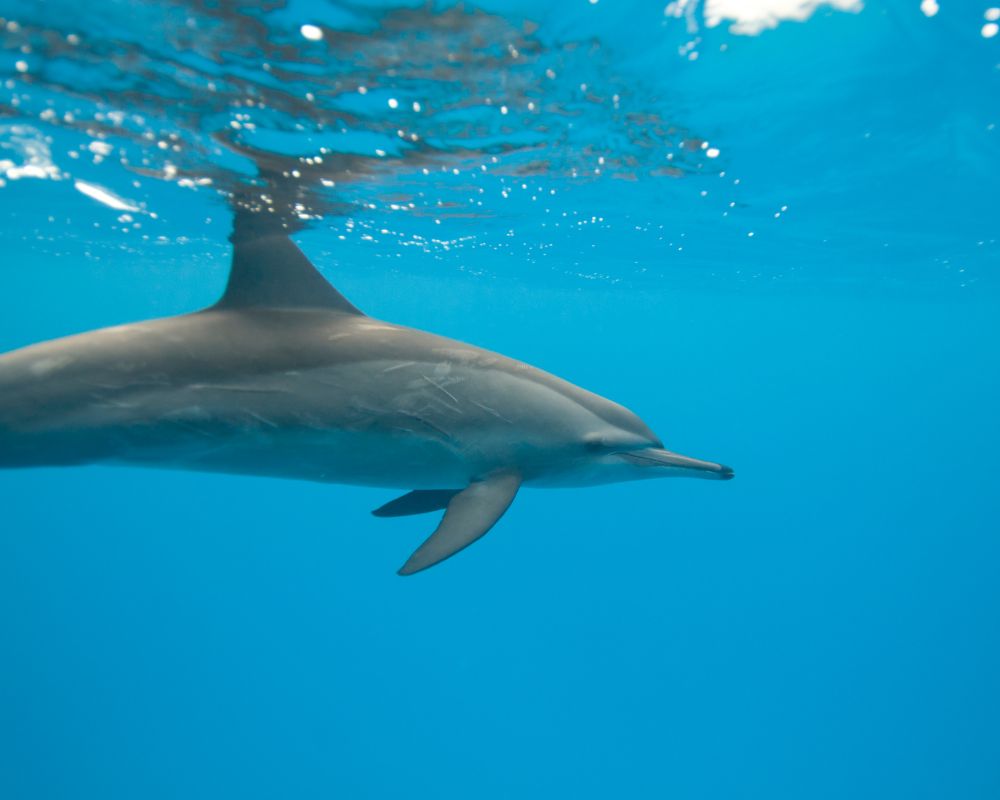 One Dolphin Underwater