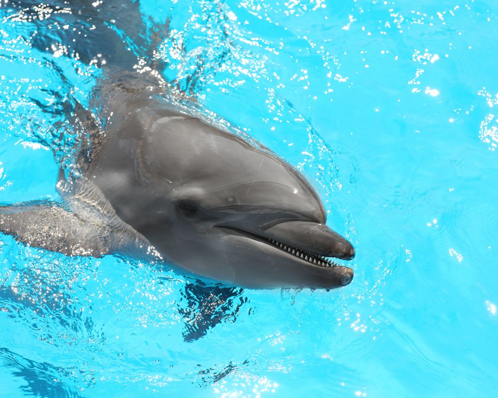 Dolphin At The Sea