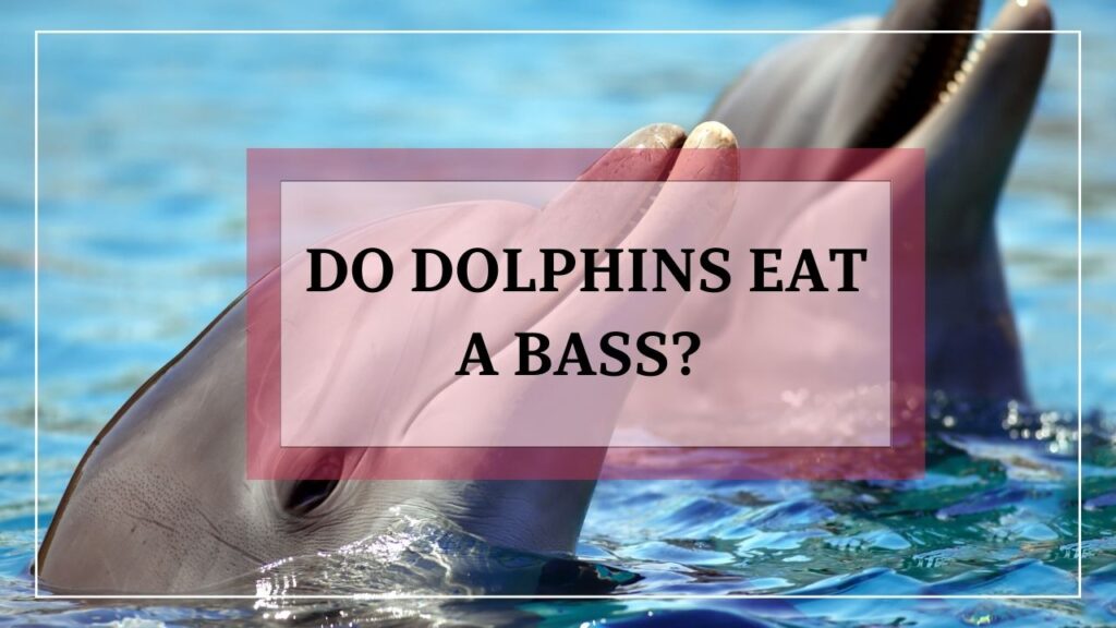 Do dolphins eat bass? featured image