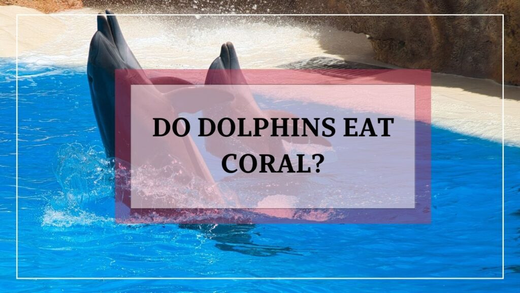 do dolphins eat coral? featured image