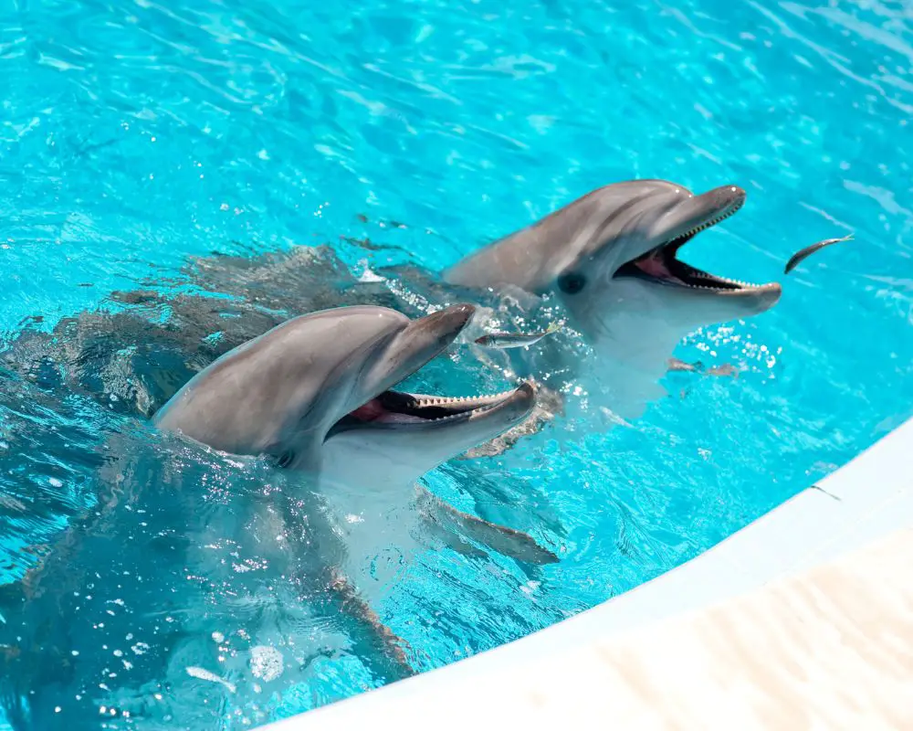 Two Dolphins Are Waiting For Food