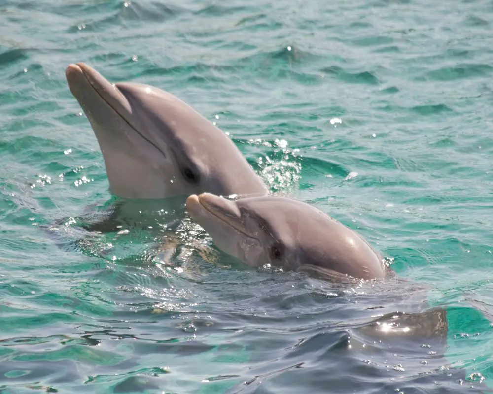 Two Dolphins At The Top Of The Sea
