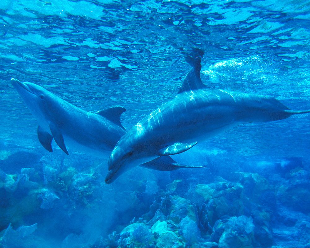 Dolphins Underwater
