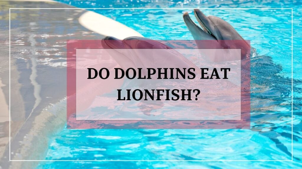 do dolphins eat lionfish? featured image