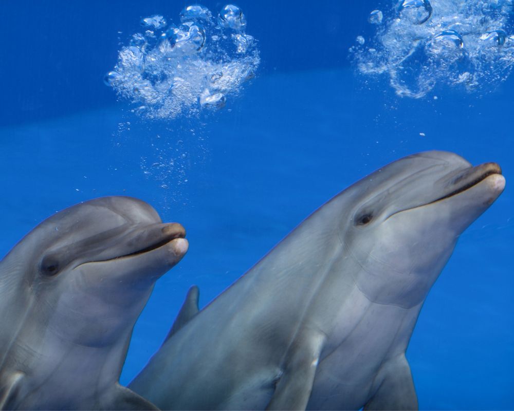 Two Dolphins 