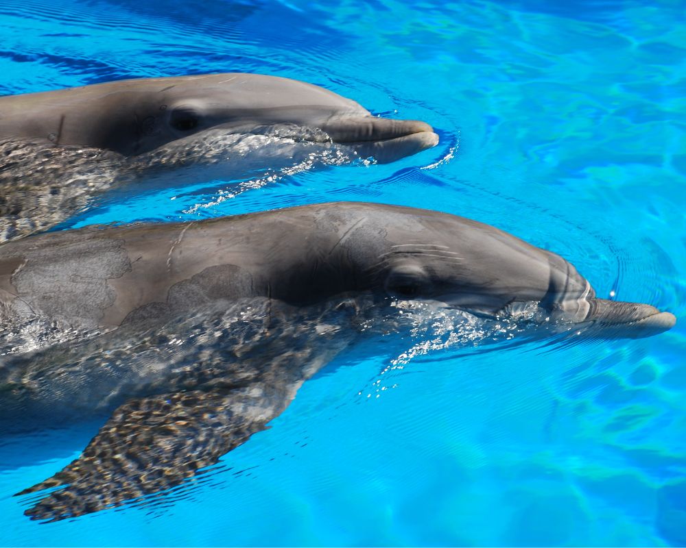 Dolphins At The Sea