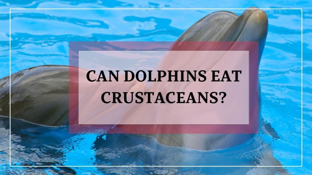 can dolphins eat crustaceans? featured image