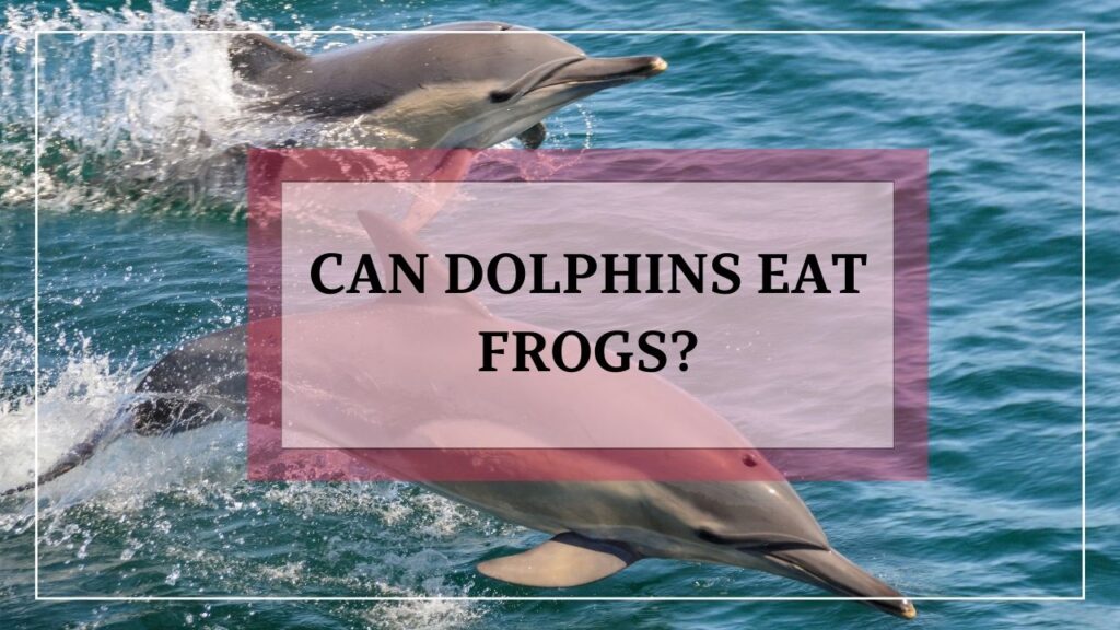 can dolphins eat frogs? featured image