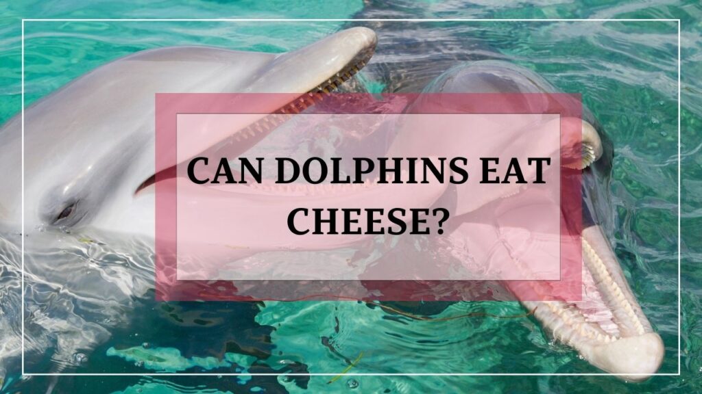 can dolphins eat cheese? featured image