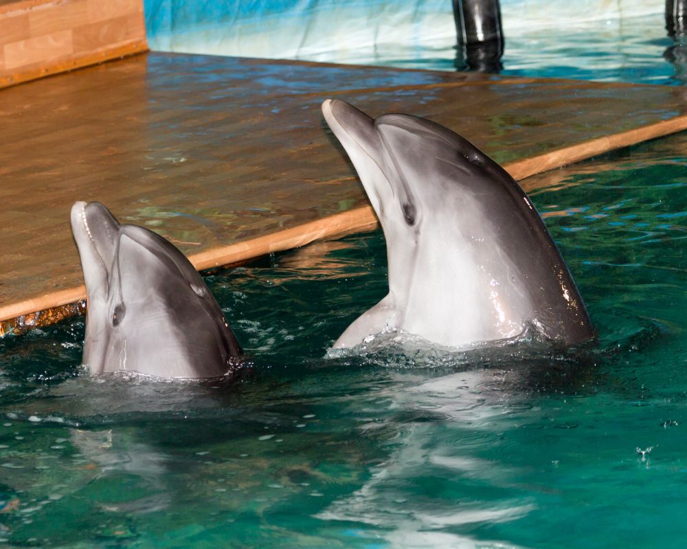 Two Dolphins Are Waiting For Food