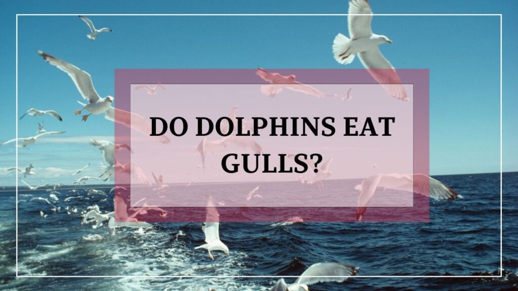 do dolphins eat gulls? featured image