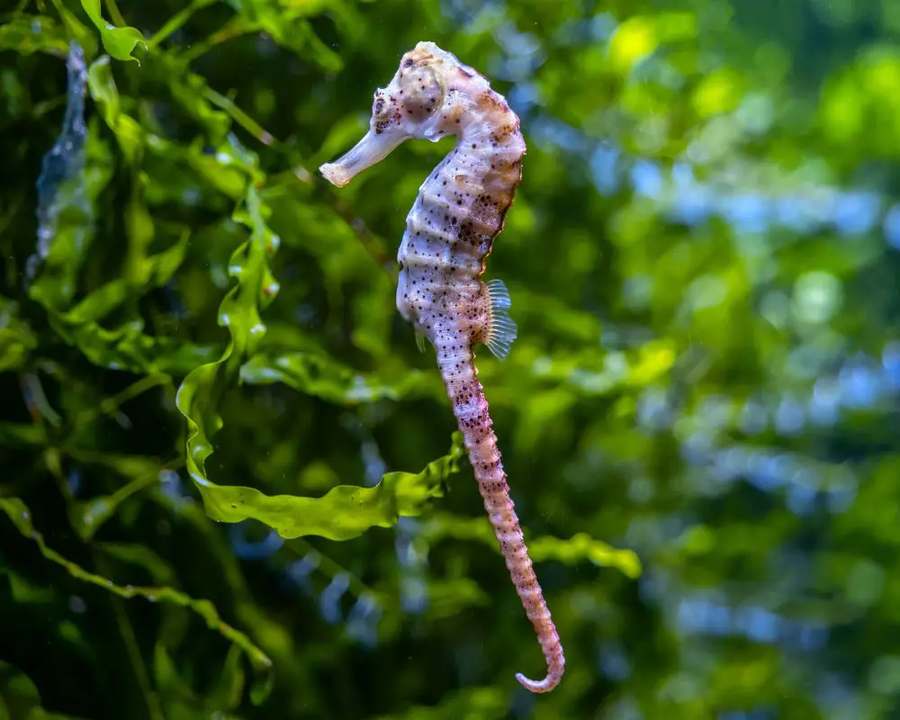 Seahorse At The Sea