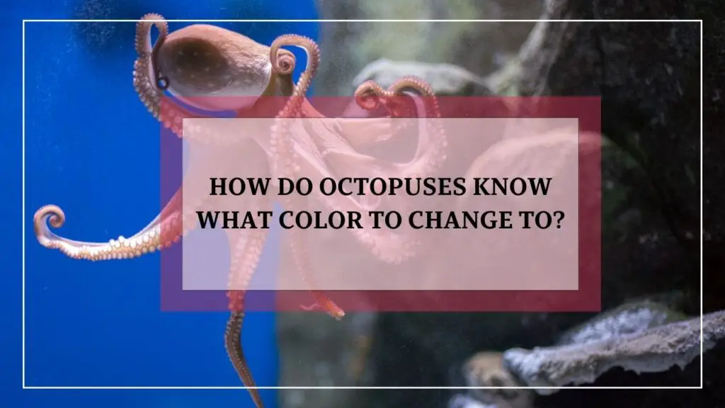 how do octopuses know what color to change to? featured image